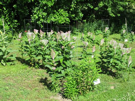 Common Milkweed Seeds, Asclepias Syriaca - Milkweed 4 Monarchs