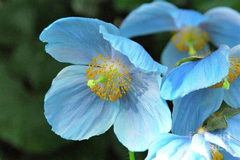 Blue Poppies Photograph by Cynthia Merino | Pixels