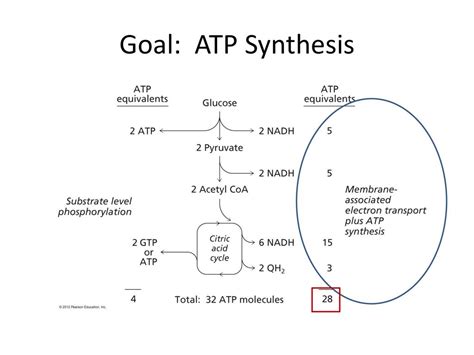 Oxidative Phosphorylation Pathway