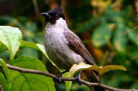 Cara Merawat Burung Kutilang Biar Cepat Gacor dan Rajin Berbunyi ...