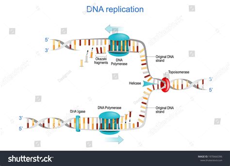 Dna Replication Okazaki Fragments Topoisomerase Helicase Stock Vector ...