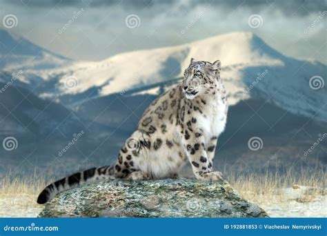 Close up snow leopard stock image. Image of cats, american - 192881853