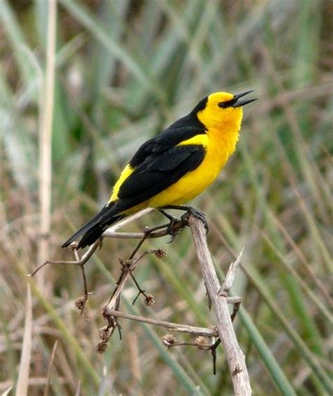 Argentina nativa: Tordo amarillo (Xanthopsar flavus)