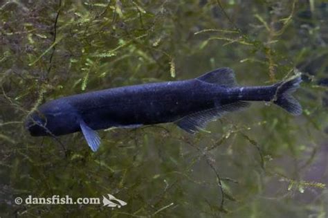 Baby Whale Mormyrid (Brienomyrus brahyistius) - Dan's Fish