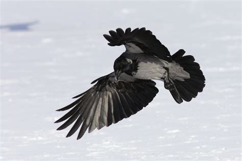 Hooded crow, photo files, #1355595 - FreeImages.com