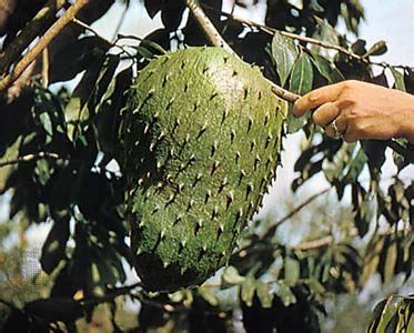 Soursop Or Graviola Tree Fruit | Fruit Trees