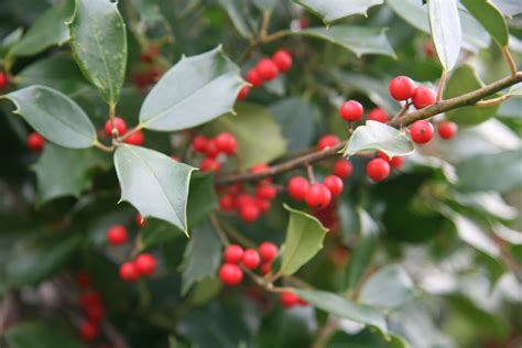 Welcome to the Pitt County Arboretum: Holly Berries at the Arboretum