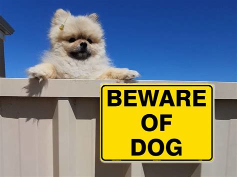 Hilarious Pups Behind the “Beware of the Dog” Signs - Obsev