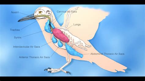 Bird Respiratory - YouTube