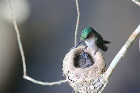 A Hummingbird Nest | The Survival Gardener