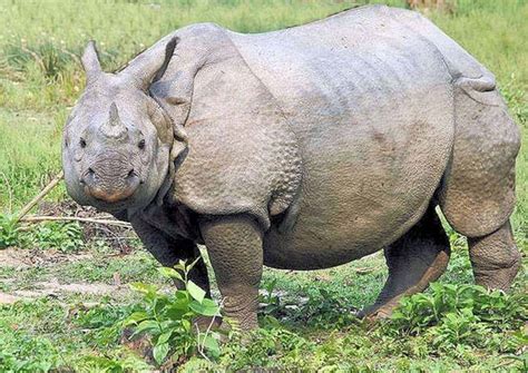 Indian Rhino | Focusing on Wildlife