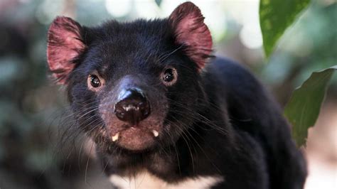 Where to see Tassie Devils (and other native animals) in Tasmania ...