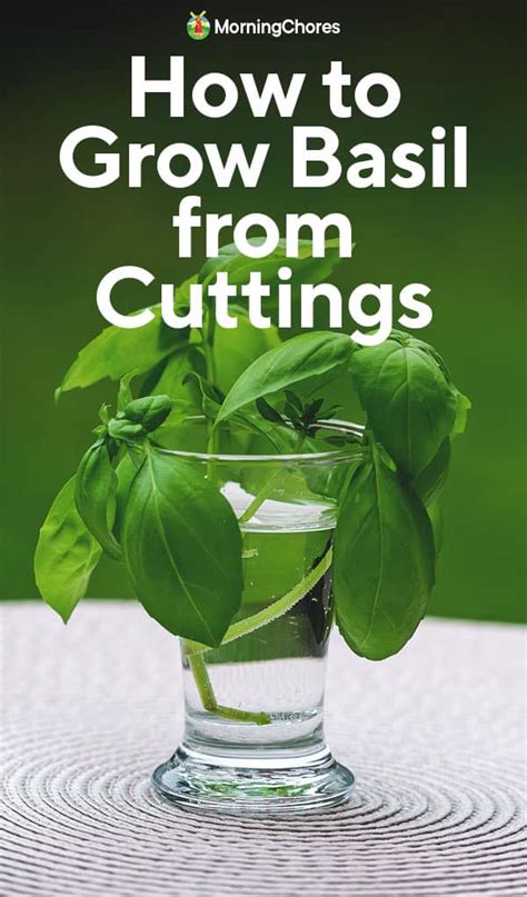 How to Grow Basil from Cuttings