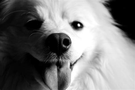 Black and White Dog Wallpaper - WallpaperSafari