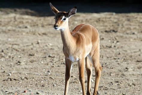 Baby gazelle stock image. Image of young, wild, baby, newborn - 1344917