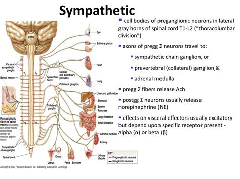 PPT - The Nervous System Chapter 8 – The Autonomic Nervous System PowerPoint Presentation - ID ...