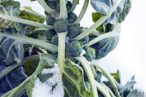 15 of the Best Brussels Sprout Varieties | Gardener’s Path