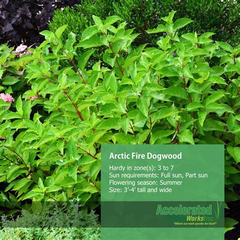 Arctic Fire Dogwood | Foliage plants, Dogwood, Outdoor garden