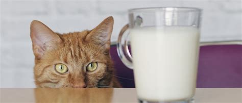 Can Cats Drink Milk and 5 Kitty Myths Debunked | Four Paws