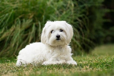 Maltese Puppies For Sale - PetsForHomes Australia