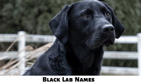 Black Lab Names: 350+ Best Names For Black Labs