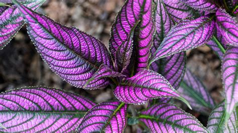 Best Purple Heart Companion Plants For A Stunning Garden - sugarplops