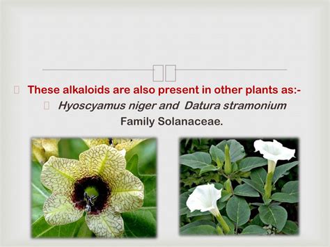 PPT - Tropane alkaloids PowerPoint Presentation, free download - ID:150260