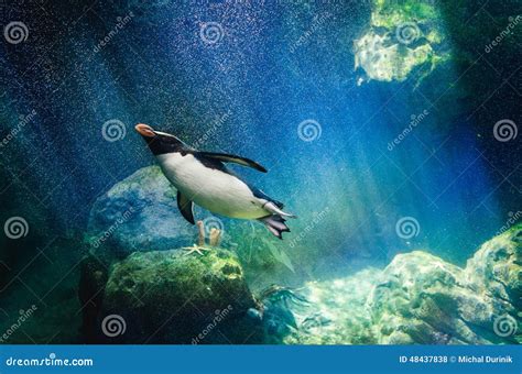 Penguin diving stock photo. Image of aquatic, cold, animal - 48437838