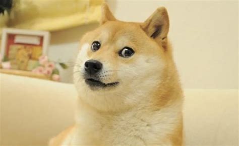 Kabosu — the legendary meme dog who became the face of Dogecoin, dies