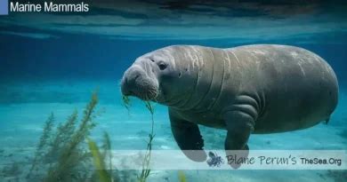 Manatee Predators • Blane Perun's TheSea.Org