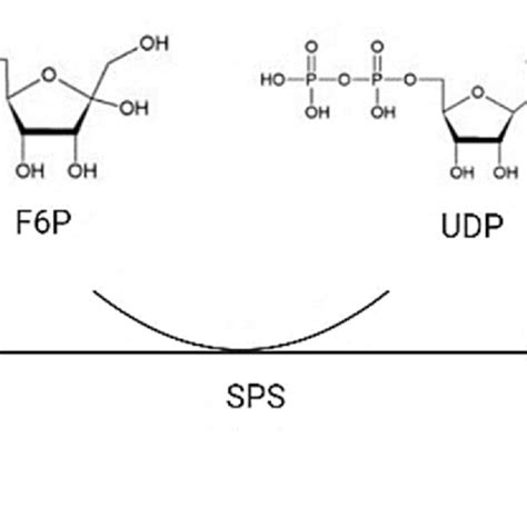 Hydrolysis function of invertase: break down sucrose into glucose and... | Download Scientific ...