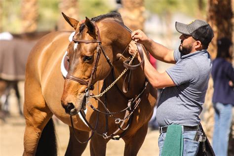 Want the best horse care? You need the best horse care takers! - The Plaid Horse Magazine