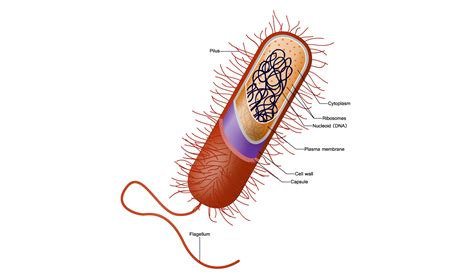 The Cell of a Bacteria | Smithsonian Ocean