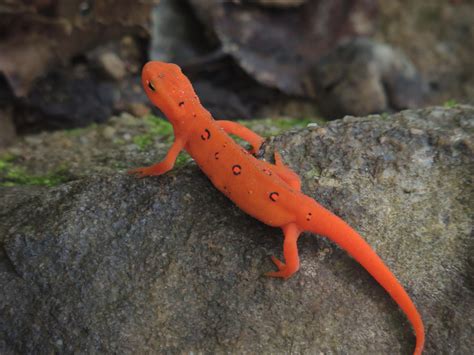 Eastern Newt Life Cycle