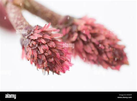 Red alder tree hi-res stock photography and images - Alamy