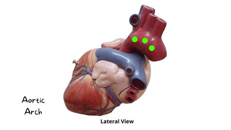 The Heart Anatomy Flashcards – Bio in a flash