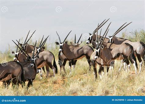 Herd of gemsbok stock photo. Image of calves, male, colour - 2629898