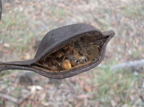 Kurrajong seed pod | Seed pod of a Kurrajong tree, Brachychi… | Flickr