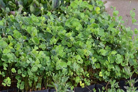 Marsilea macropoda (Clover Fern) – Eco Blossom Nursery