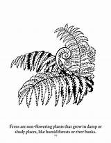 Botany Coloring Book Pages sketch template