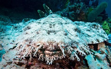 Tasseled Wobbegong | Species of sharks, Shark, Types of sharks