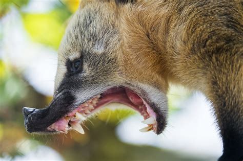 Coati with big open mouth | I got this cool portrait of one … | Flickr