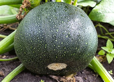 Squash - Zucchini Round seeds - Heirloom Seeds Canada