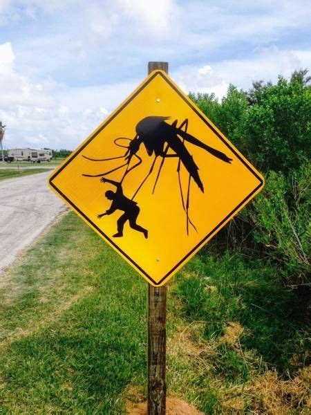 Texas Mosquito Meme | fwtai