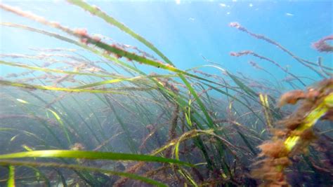 Eelgrass • Zostera marina - Biodiversity of the Central Coast