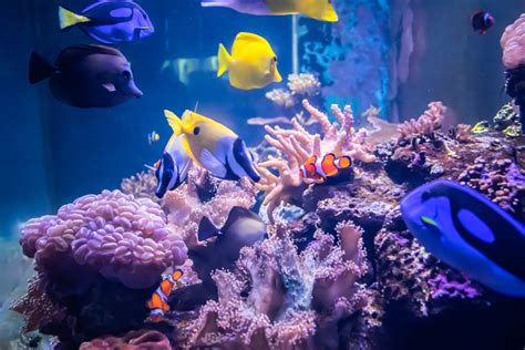 Top 10 Saltwater Aquarium Myths