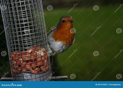 Robin stock image. Image of feeder, fauna, feeding, beak - 49137655