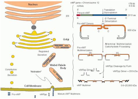 Structure and Function of von Willebrand Factor | Oncohema Key