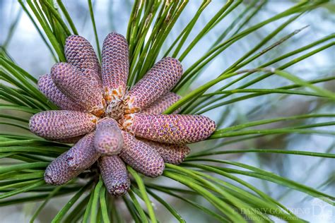 Male pine cones of a slash pine (Pinus elliottii) [OC] [1600x1067] | Trees to plant, Plant ...