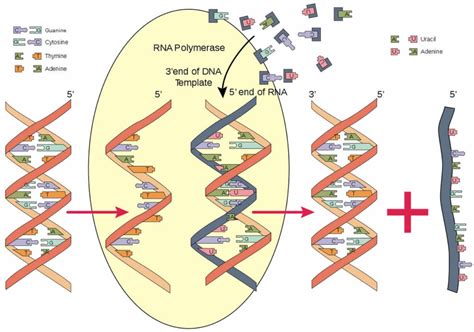 RNA polymerase & RNA polymerase function